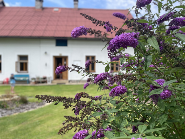 Kocour Honey na zahradě